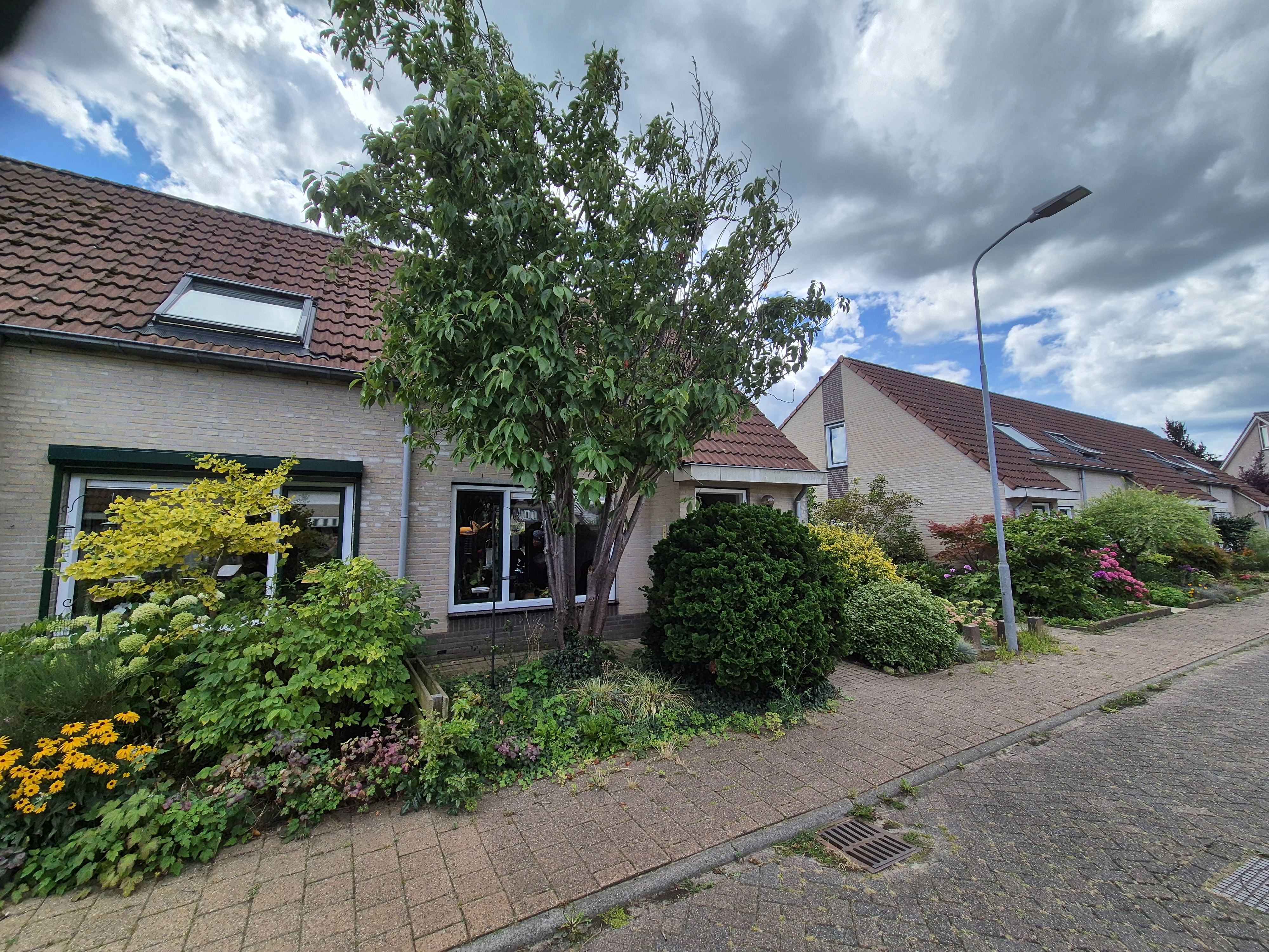 Margriet 7