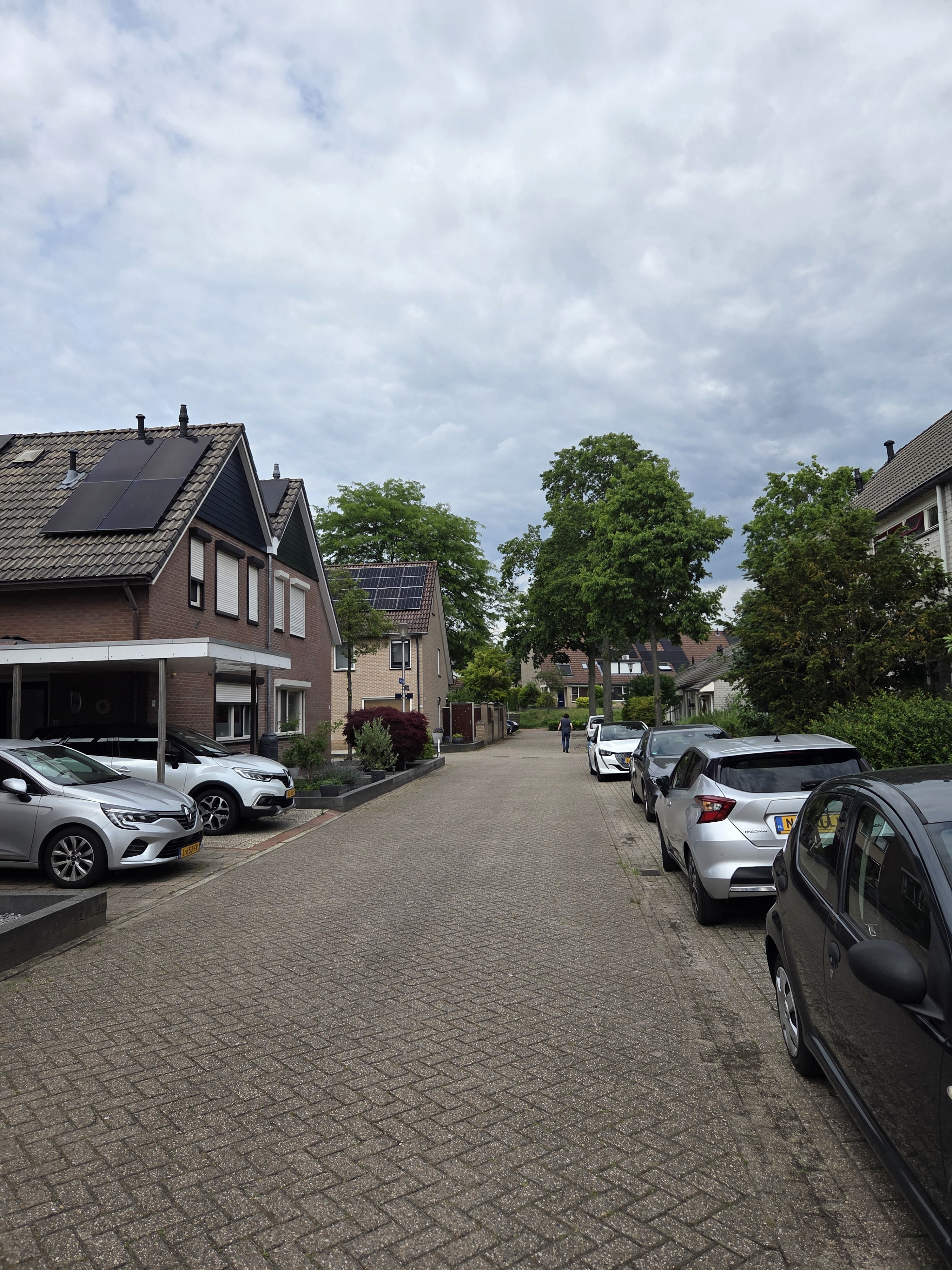Boksdoorn 10